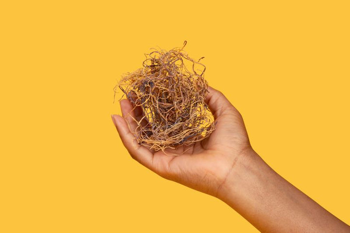 DoctorTruth™ 100% Wildcrafted Raw Sea Moss (Dr.Sebi Approved)