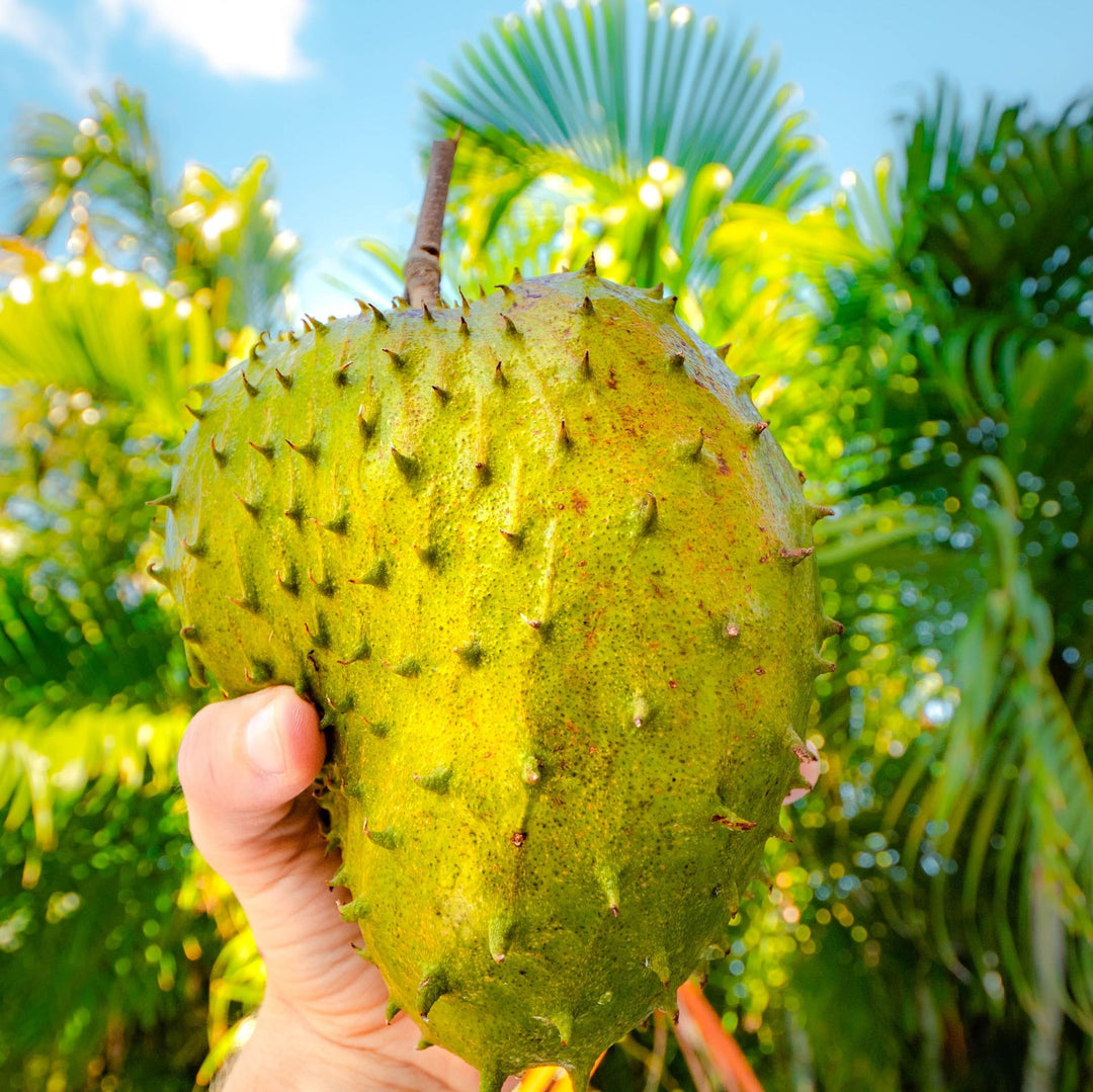 DoctorTruth Soursop Gummies (30 Servings) for Blood Flow &amp; Inflammation