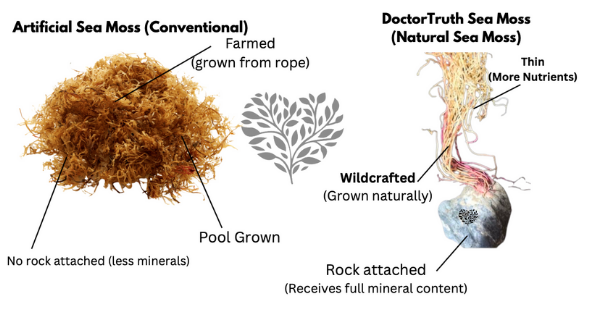 DoctorTruth™ 100% Wildcrafted Raw Sea Moss (2oz)