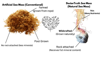 DoctorTruth™ 100% Wildcrafted Raw Sea Moss (2oz)